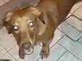 Nina mix Basset