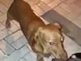 Nina mix Basset