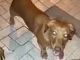 Nina mix Basset 