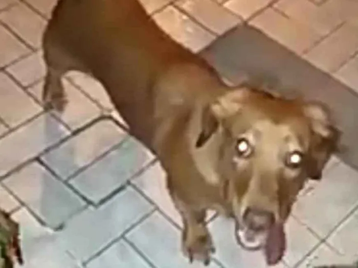 Cachorro ra a Daschund ( mestiça) idade 7 a 11 meses nome Nina mix Basset 