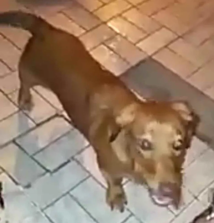Cachorro ra a Daschund ( mestiça) idade 7 a 11 meses nome Nina mix Basset 