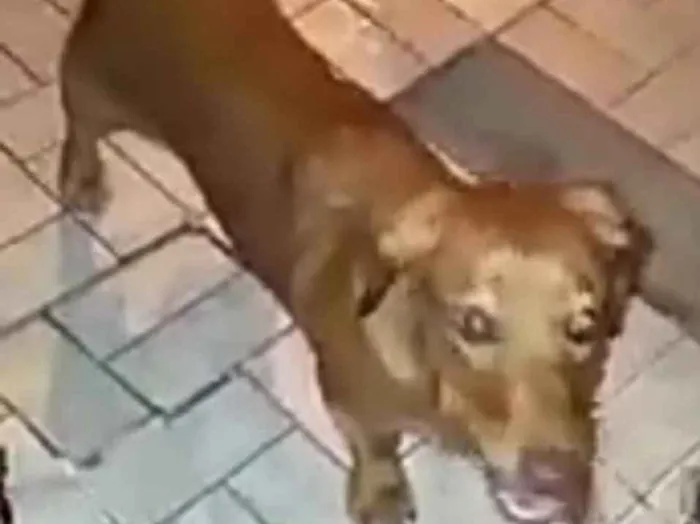 Cachorro ra a Daschund ( mestiça) idade 7 a 11 meses nome Nina mix Basset 