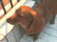 Nina mix Basset 