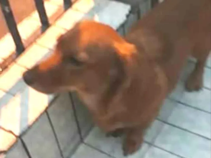 Cachorro ra a Daschund ( mestiça) idade 7 a 11 meses nome Nina mix Basset 