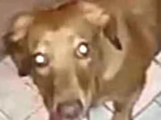Cachorro ra a Daschund ( mestiça) idade 7 a 11 meses nome Nina mix Basset 