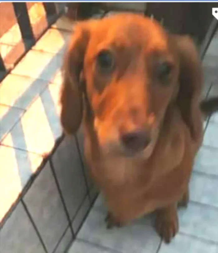 Cachorro ra a Daschund ( mestiça) idade 7 a 11 meses nome Nina mix Basset 