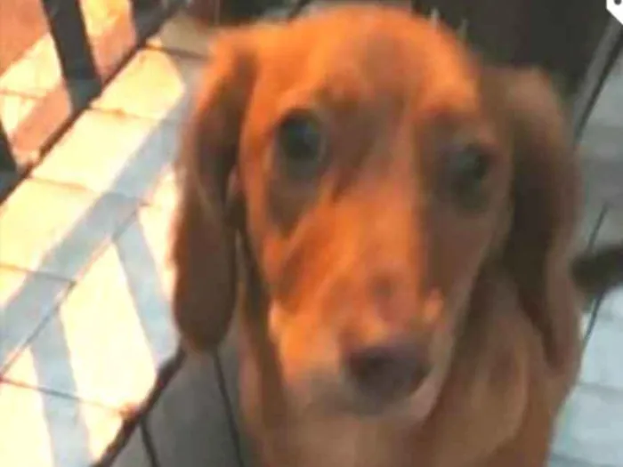 Cachorro ra a Daschund ( mestiça) idade 7 a 11 meses nome Nina mix Basset 
