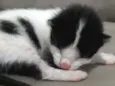 Gata seus filhotes 