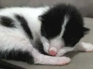 Gato raça siames  idade Abaixo de 2 meses nome Gata seus filhotes 