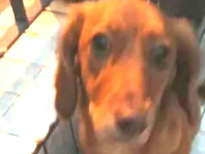 Cachorro raça Daschund ( mestiça) idade 7 a 11 meses nome Nina mix Basset 