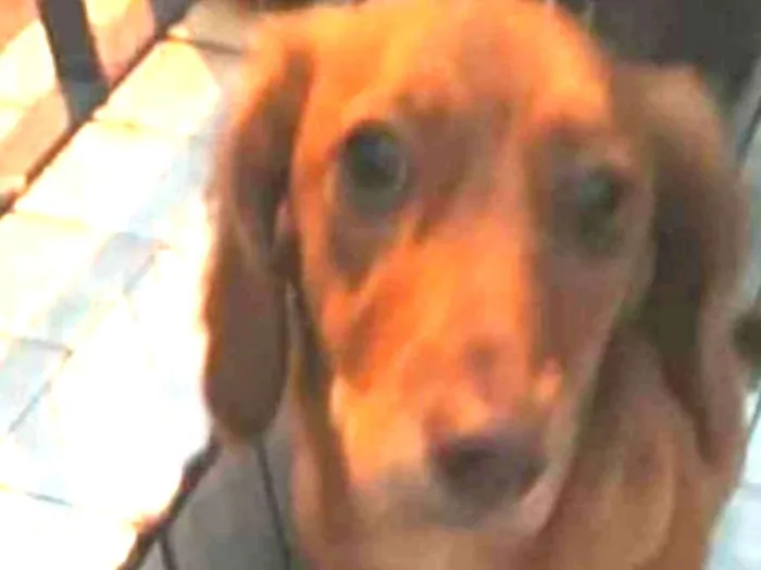 Cachorro ra a Daschund ( mestiça) idade 7 a 11 meses nome Nina mix Basset 
