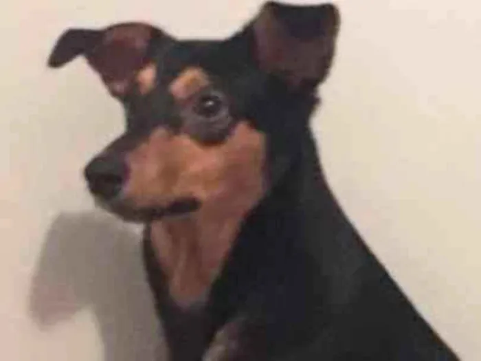Cachorro ra a Vira lata idade 7 a 11 meses nome Negão