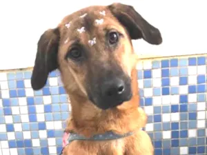 Cachorro raça Srd idade 7 a 11 meses nome Kiara