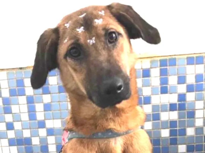 Cachorro ra a Srd idade 7 a 11 meses nome Kiara