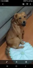 Tatá