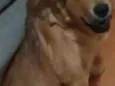 Tatá