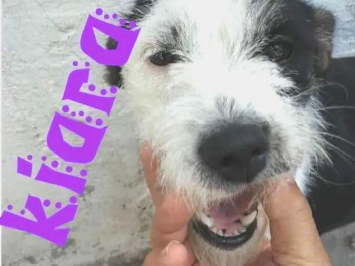 Cachorro raça  idade 2 anos nome Kiara
