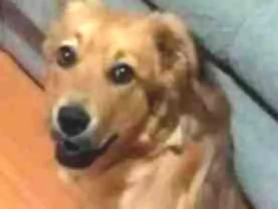 Cachorro ra a Indefinida idade  nome Tatá