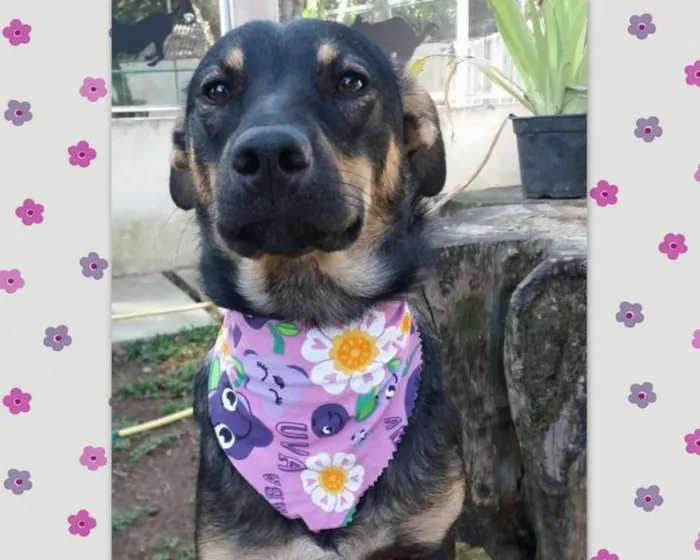 Cachorro ra a SRD idade 7 a 11 meses nome Frida