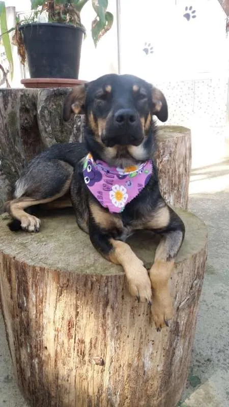 Cachorro ra a SRD idade 7 a 11 meses nome Frida
