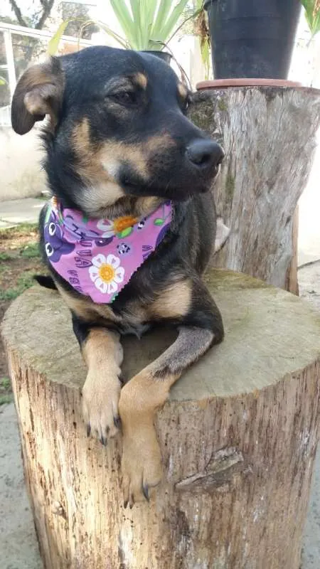 Cachorro ra a SRD idade 7 a 11 meses nome Frida