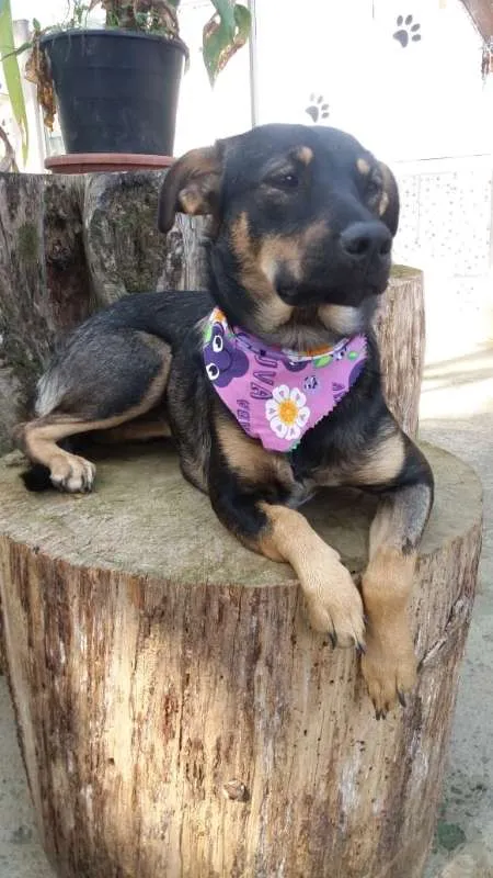 Cachorro ra a SRD idade 7 a 11 meses nome Frida
