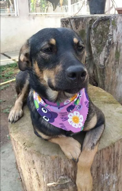 Cachorro ra a SRD idade 7 a 11 meses nome Frida