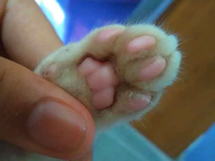 Gato raça Siamês  idade 2 a 6 meses nome Sem nome