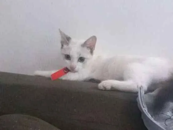Gato raça Siamês  idade 2 a 6 meses nome Sem nome