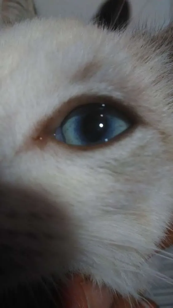 Gato raça Siamês  idade 2 a 6 meses nome Sem nome