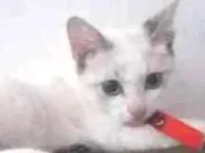 Gato raça Siamês  idade 2 a 6 meses nome Sem nome