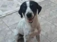 Bob