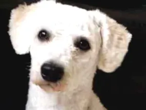 Cachorro raça Poodle idade 1 ano nome Max