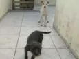 Belinha e dorinha