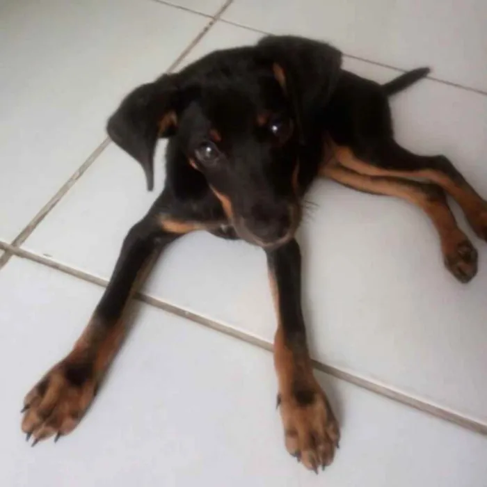 Cachorro raça Inefinida idade 7 a 11 meses nome Luna