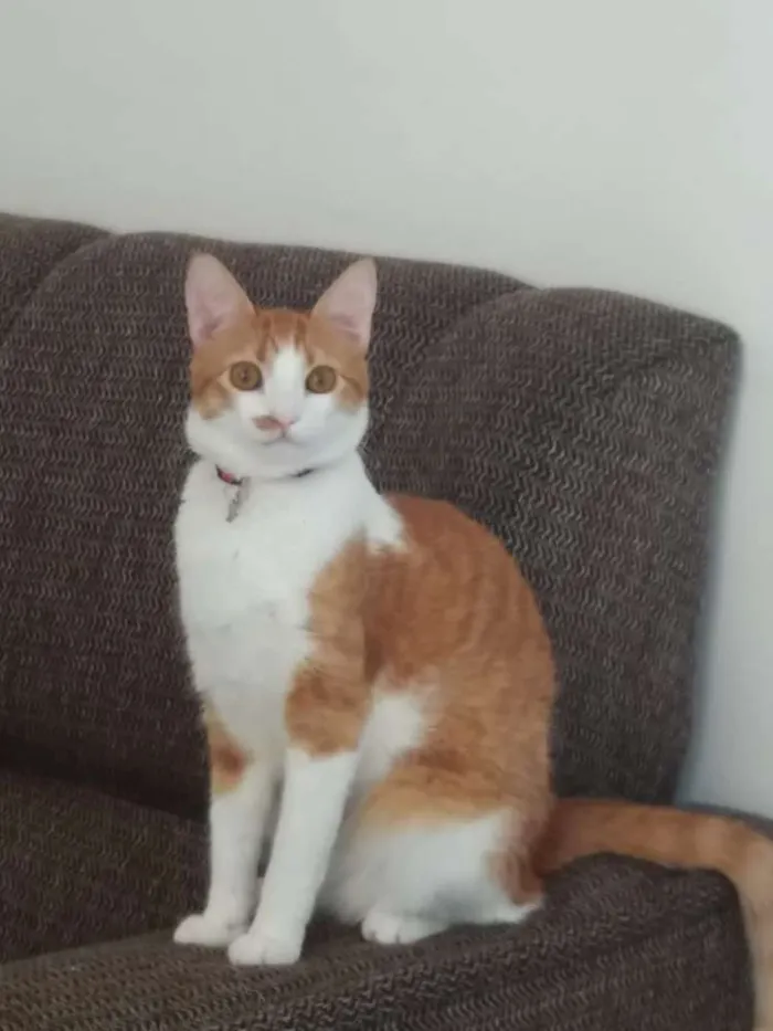 Gato ra a Sem Raça idade 1 ano nome Ymir