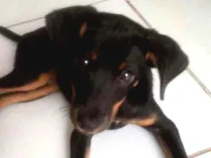 Cachorro raça Inefinida idade 7 a 11 meses nome Luna