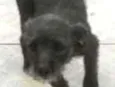Belinha e dorinha