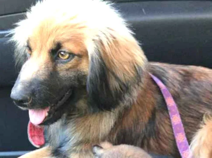 Cachorro raça SRD idade 2 a 6 meses nome Mamãe e Filinha