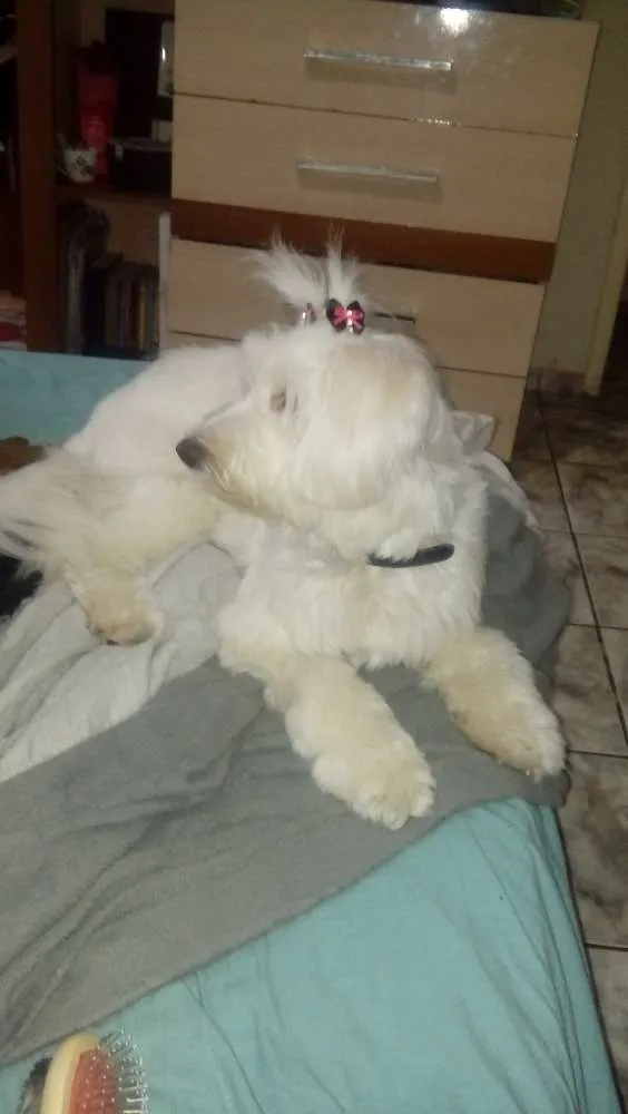 Cachorro ra a indefinido idade 1 ano nome cristal