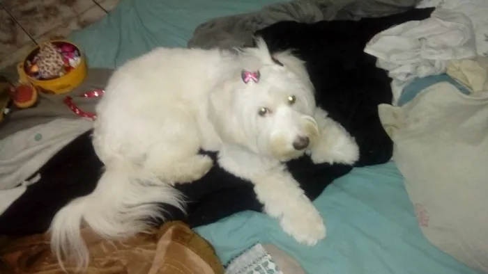 Cachorro ra a indefinido idade 1 ano nome cristal