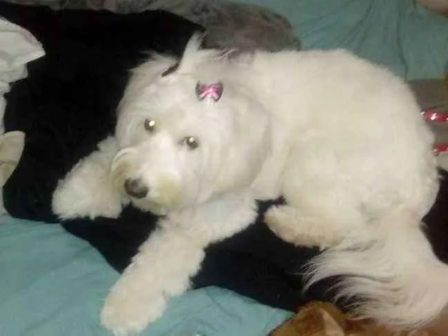 Cachorro ra a indefinido idade 1 ano nome cristal