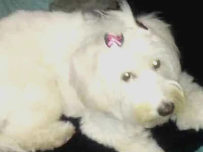 Cachorro ra a indefinido idade 1 ano nome cristal