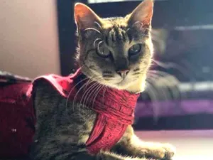 Gato raça  idade 5 anos nome Super Negocy