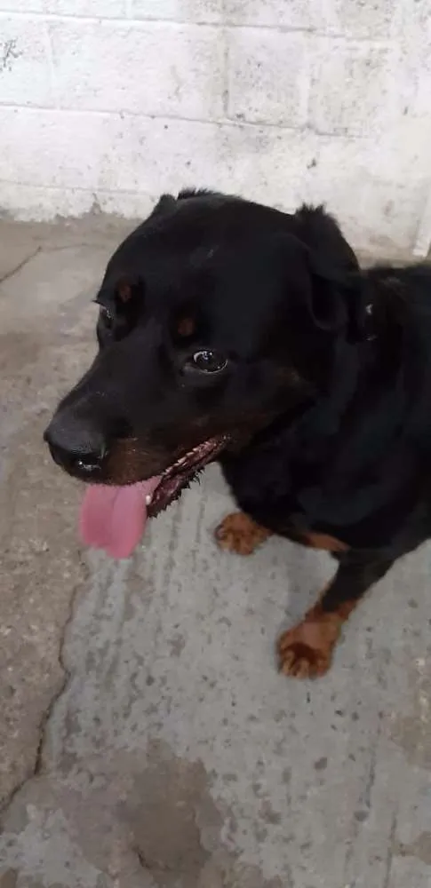 Cachorro ra a Rotweiller idade 2 anos nome Eleva (provisório)