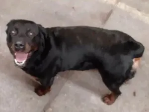 Cachorro raça Rotweiller idade 2 anos nome Eleva (provisório)