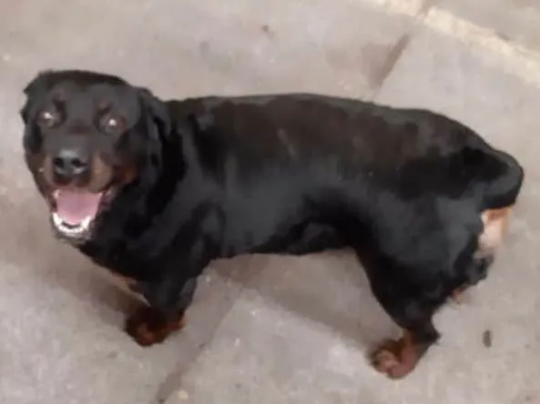 Cachorro ra a Rotweiller idade 2 anos nome Eleva (provisório)