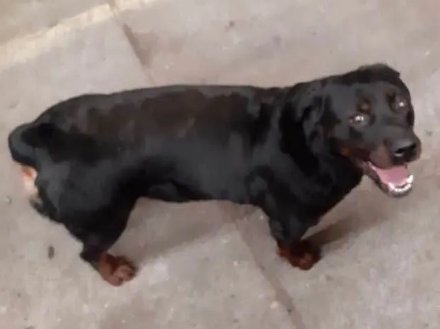 Cachorro ra a Rotweiller idade 2 anos nome Eleva (provisório)