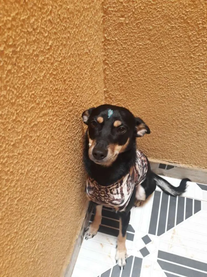 Cachorro ra a Mista de pincher idade 1 ano nome Stelinha 