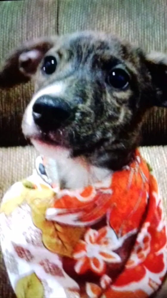 Cachorro ra a SRD  idade 2 a 6 meses nome Dhara 